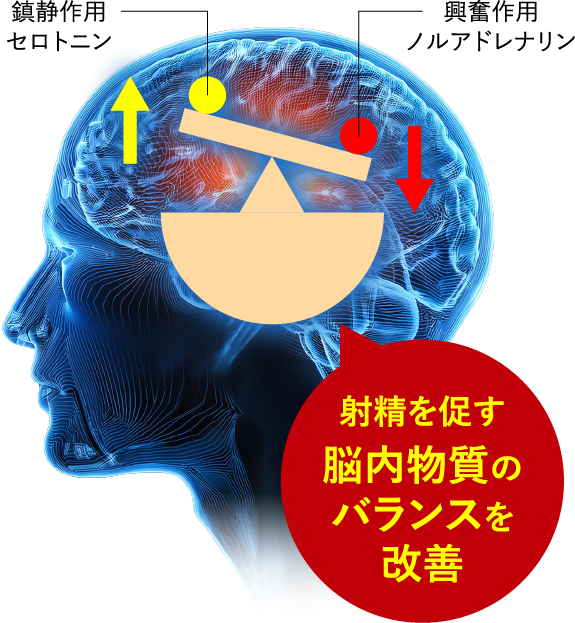 射精を促す 脳内物質のバランスを改善