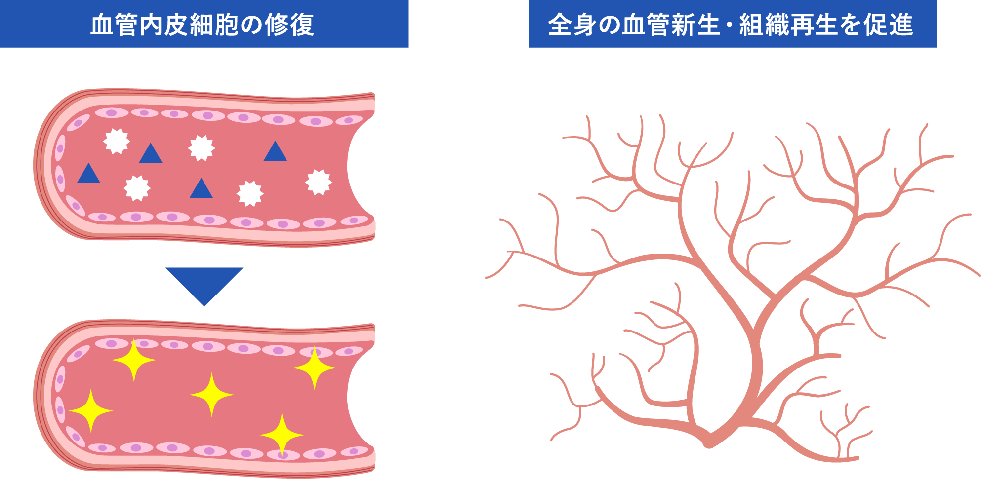 幹細胞培養上清液治療のメカニズム
