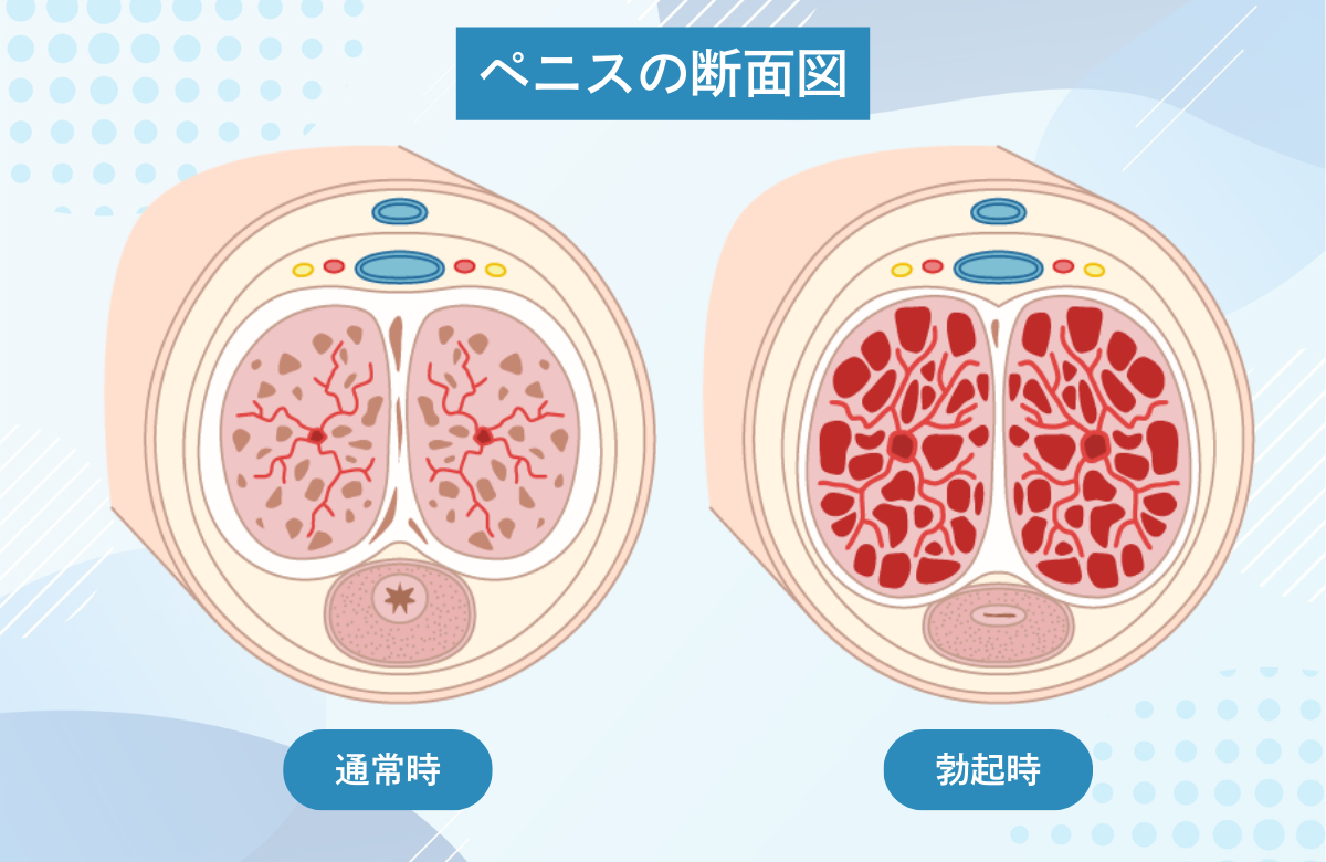 男性 生理 現象