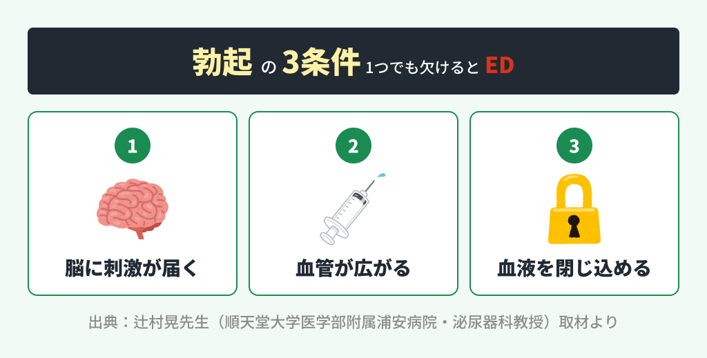 勃起の仕組み：海綿体に血液が流れ込み、スポンジ状の組織が膨らむ