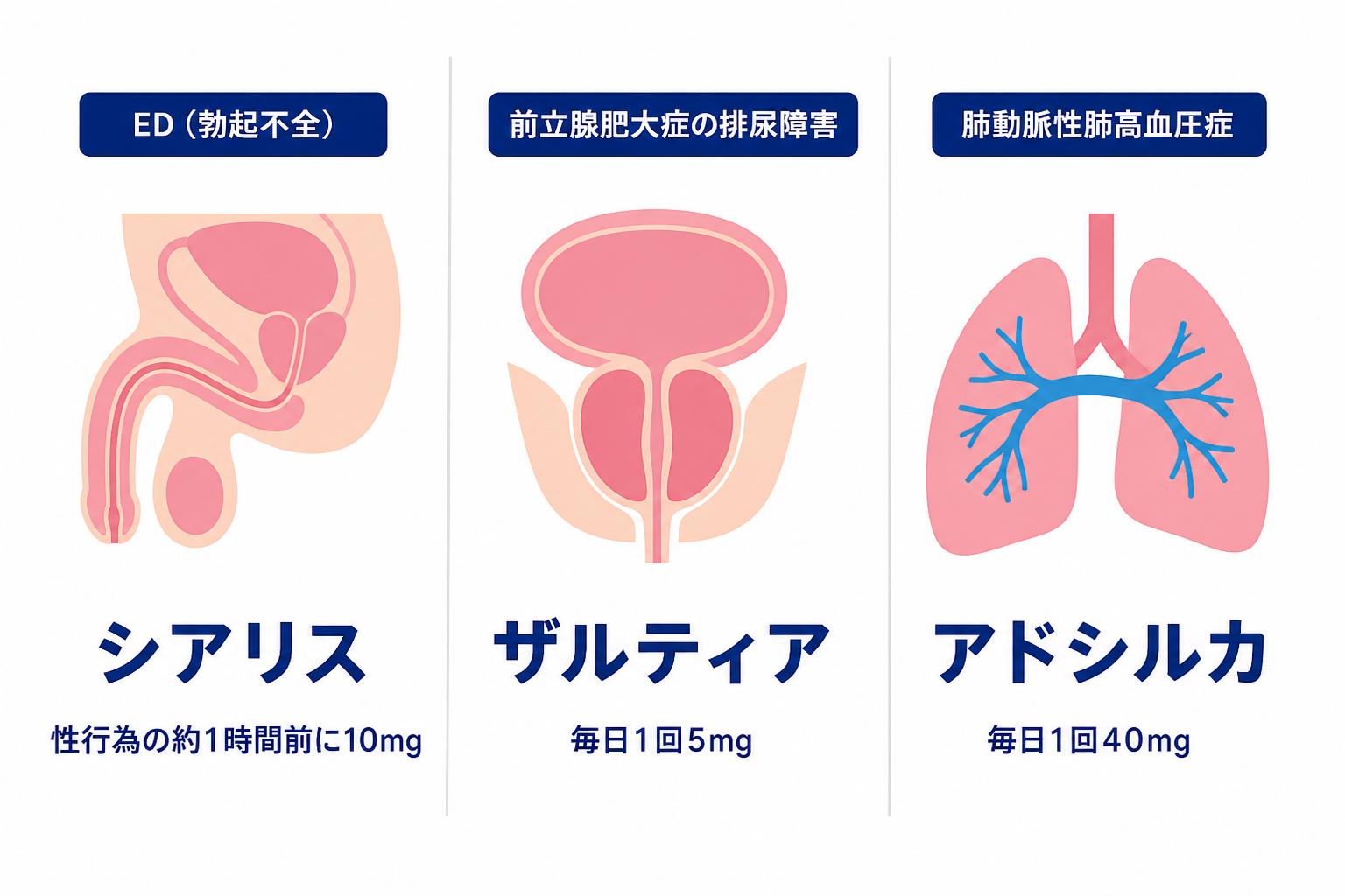 同じタダラフィルが、ED（勃起不全）ではシアリスとして性行為の約1時間前に10mg、前立腺肥大症の排尿障害ではザルティアとして毎日1回5mg、肺動脈性肺高血圧症ではアドシルカとして毎日1回40mgで使われることを臓器の図で並べたもの