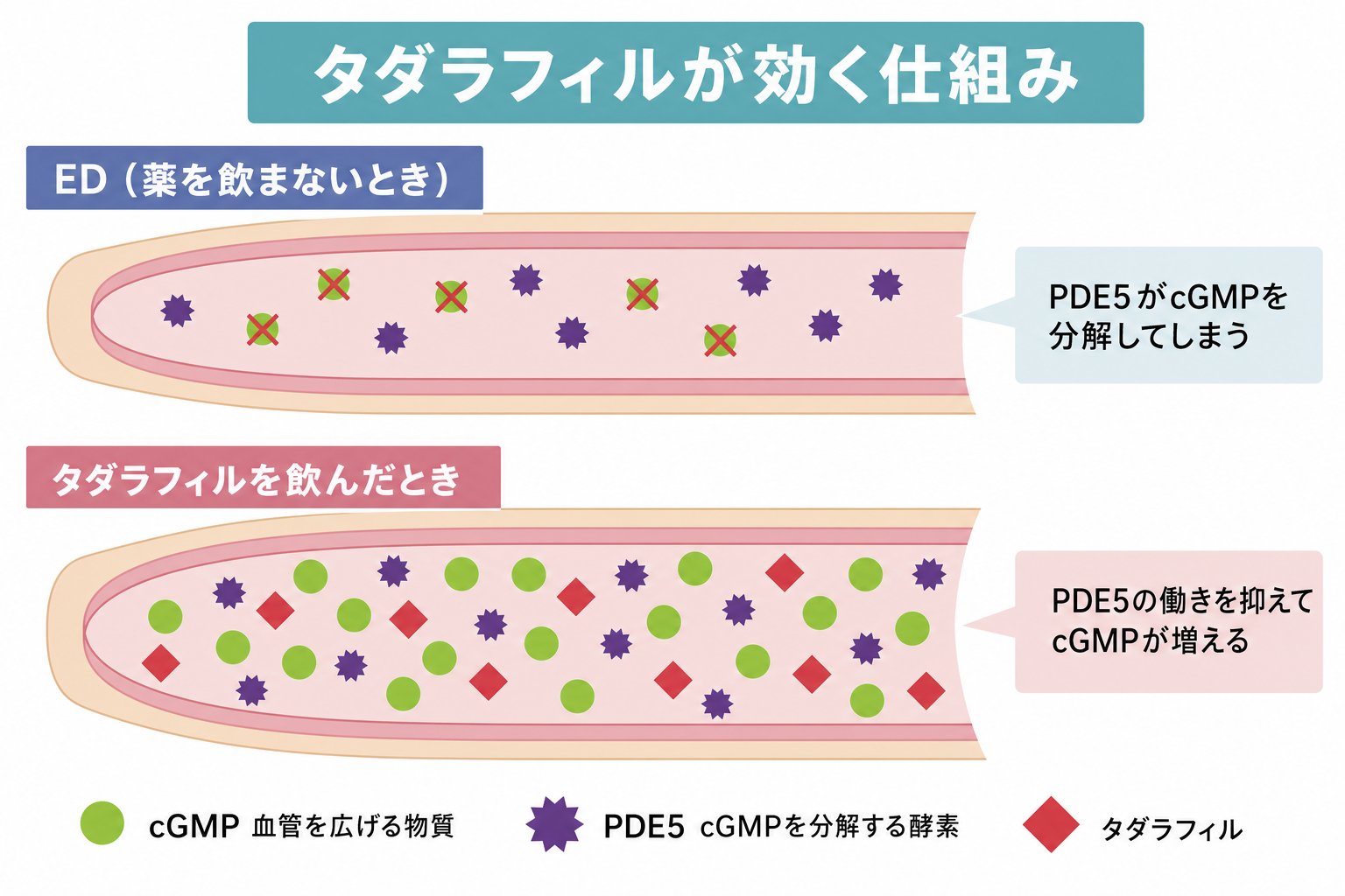 PDE5がcGMPを分解する状態とタダラフィルがPDE5を抑えてcGMPが増える状態を比べた模式図