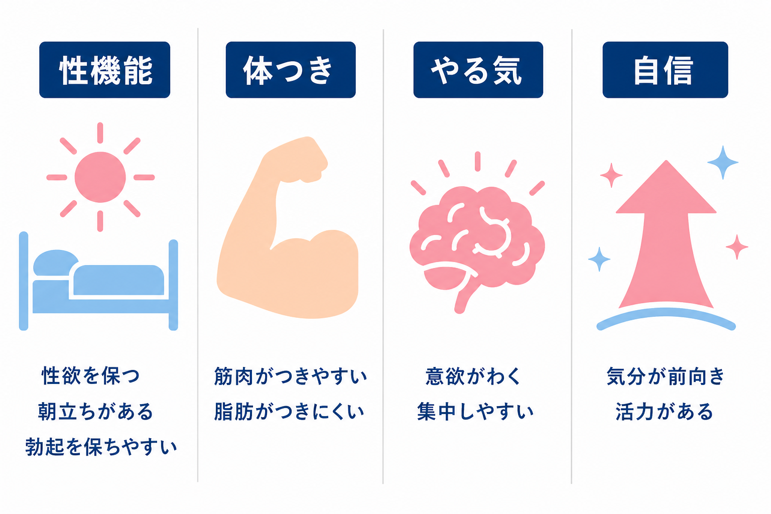 テストステロンが十分にあるときの4つの働き。性機能は性欲を保つ・朝立ちがある・勃起を保ちやすい、体つきは筋肉がつきやすい・脂肪がつきにくい、やる気は意欲がわく・集中しやすい、自信は気分が前向き・活力がある