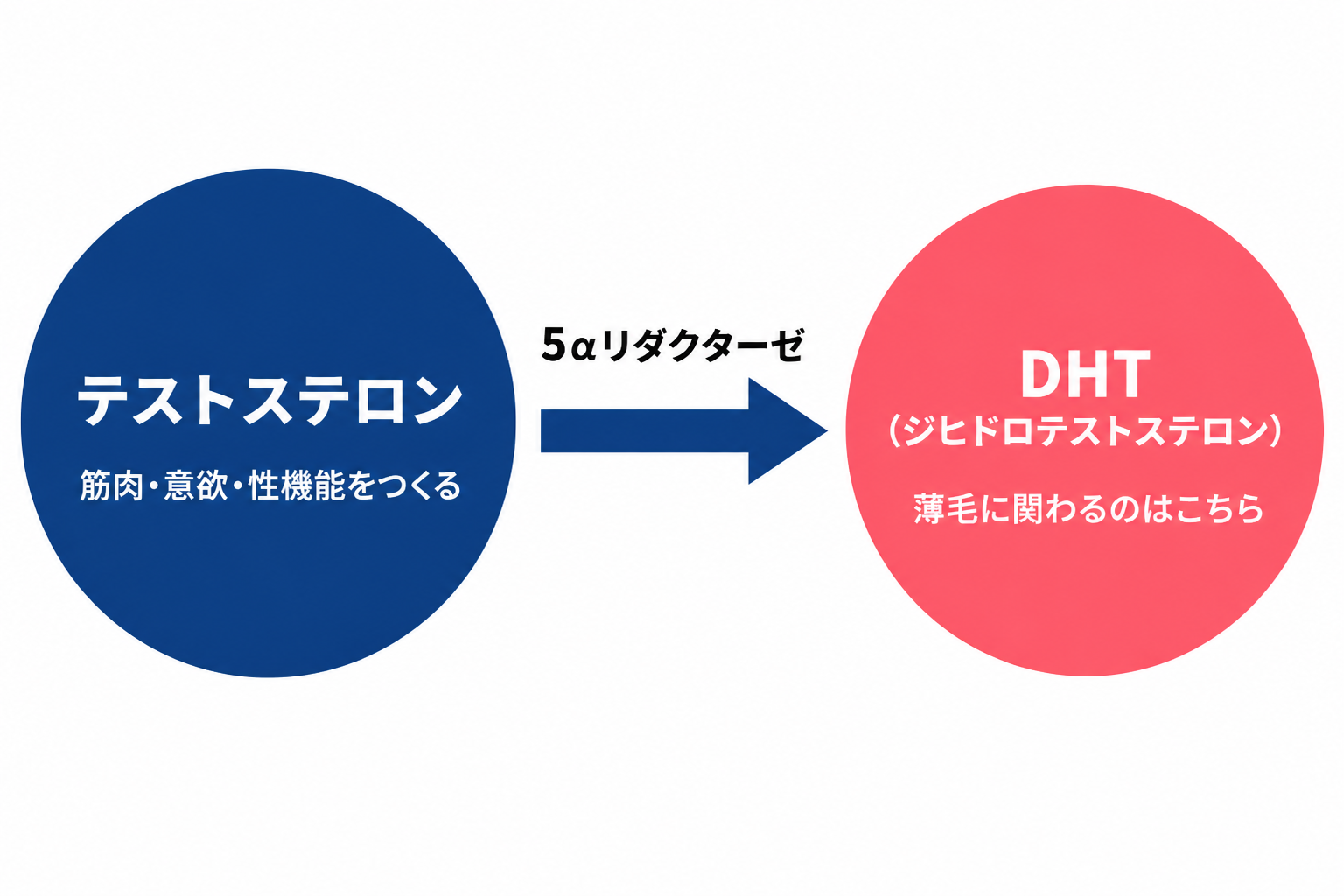 テストステロンが5αリダクターゼによってDHT(ジヒドロテストステロン)に変わり、薄毛に関わるのはDHTのほうであることを示した図